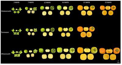 Comparative transcriptome analysis of persimmon somatic mutants (Diospyros kaki) identifies regulatory networks for fruit maturation and size